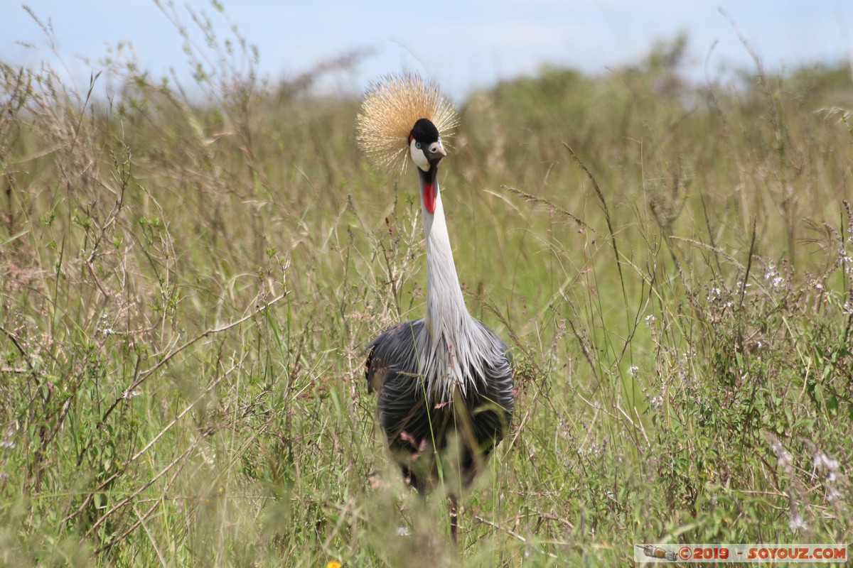 Nairobi National Park - Gray crowned-crane
Mots-clés: KEN Kenya Nairobi Area Nairobi National Park animals oiseau Grue couronnée grise Gray crowned-crane