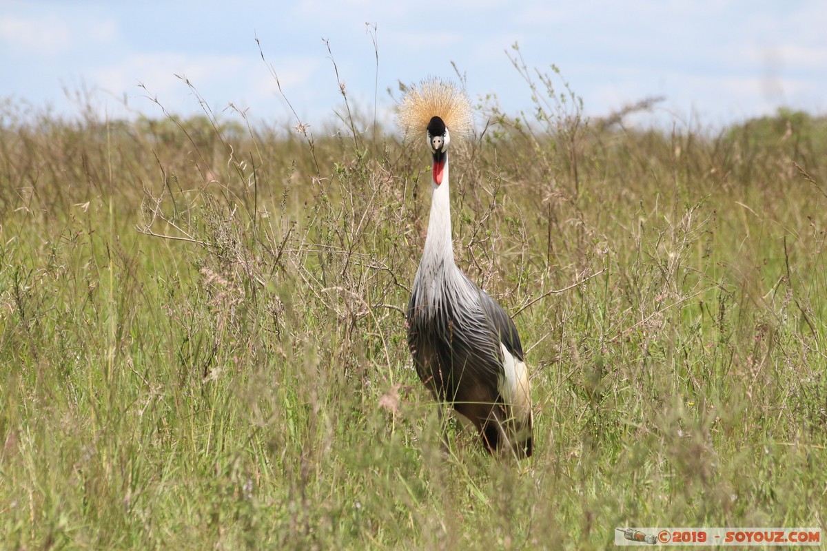 Nairobi National Park - Gray crowned-crane
Mots-clés: KEN Kenya Nairobi Area Nairobi National Park animals oiseau Grue couronnée grise Gray crowned-crane