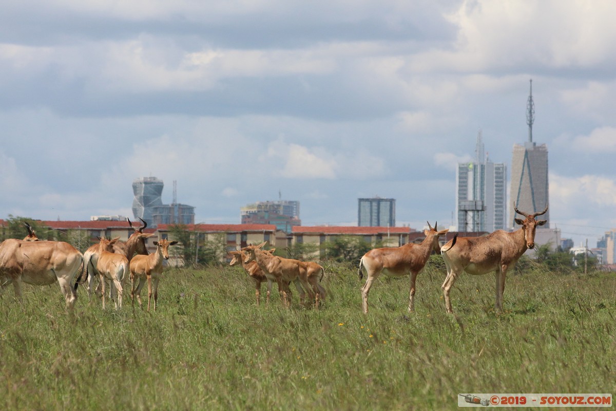 Nairobi National Park - Red hartebeest
Mots-clés: KEN Kenya Nairobi Area Nairobi National Park animals bubale roux