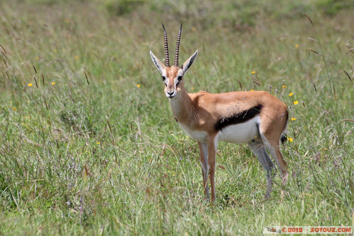 Nairobi National Park - Thomson's gazelle
Mots-clés: KEN Kenya Nairobi Area Nairobi National Park animals Thomson's gazelle
