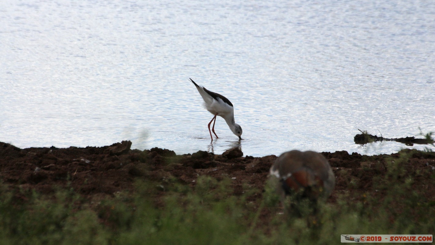 Nairobi National Park - Plover
Mots-clés: KEN Kenya Nairobi Area Nairobi National Park animals Pluvier oiseau