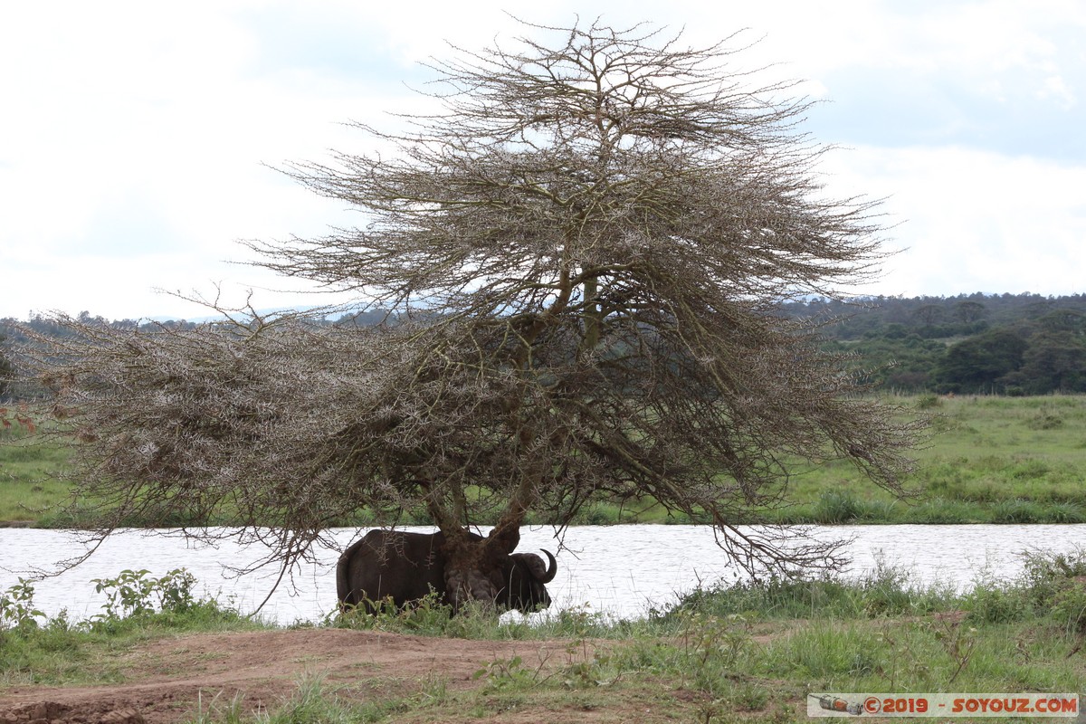 Nairobi National Park - Buffalo
Mots-clés: KEN Kenya Nairobi Area Nairobi National Park animals Buffle