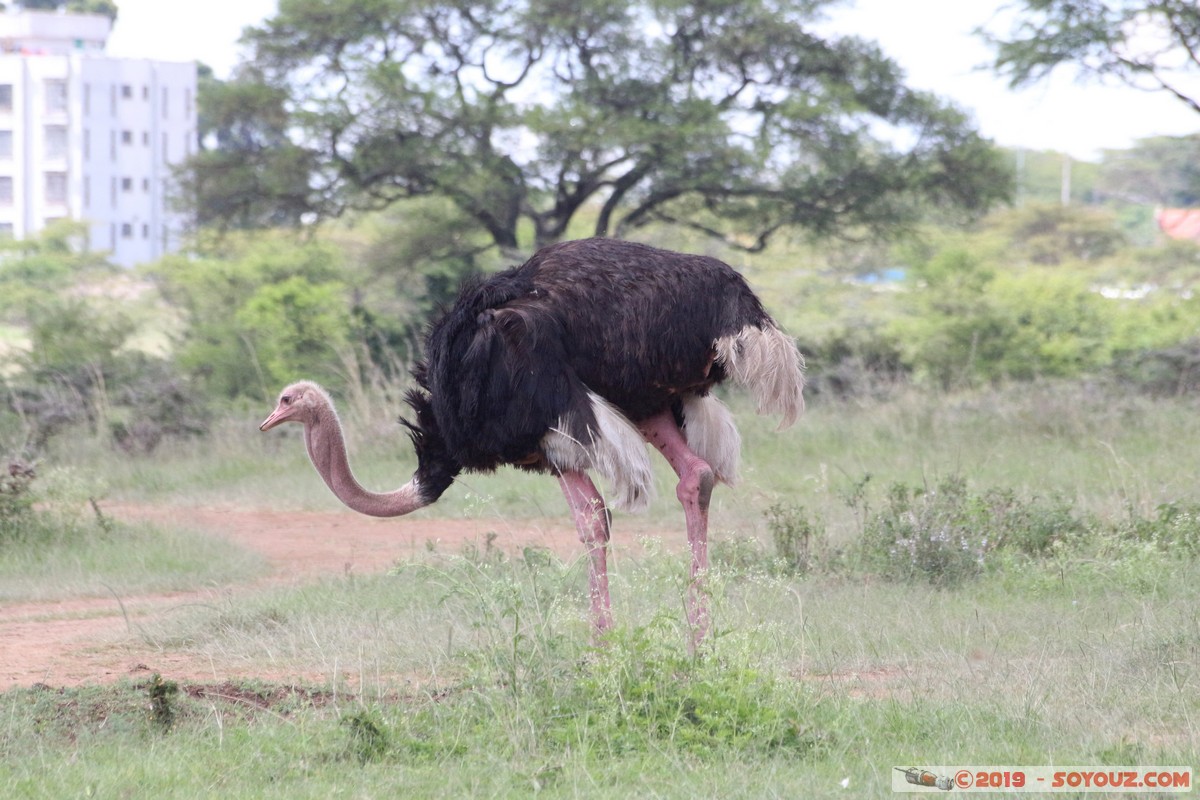 Nairobi National Park - Ostrich
Mots-clés: KEN Kenya Nairobi Area Nairobi National Park animals oiseau Autruche