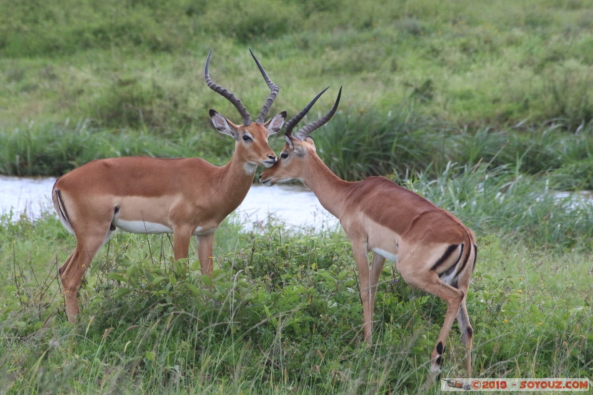Nairobi National Park - Grant's Gazelle
Mots-clés: KEN Kenya Nairobi Area Nairobi National Park animals Grant's Gazelle