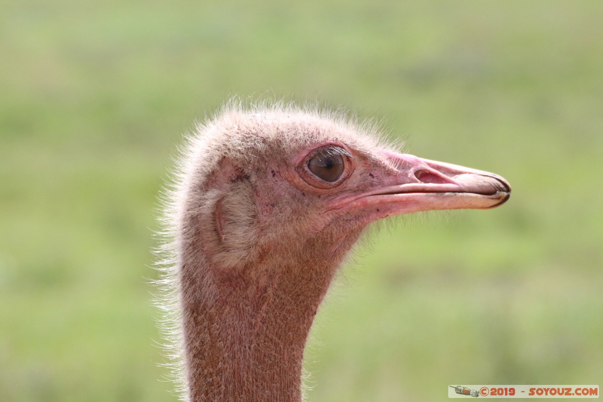 Nairobi National Park - Ostrich
Mots-clés: KEN Kenya Nairobi Area Nairobi National Park animals oiseau Autruche