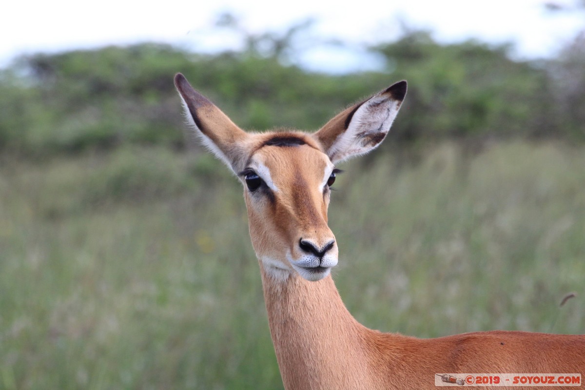 Nairobi National Park - Grant's Gazelle
Mots-clés: KEN Kenya Nairobi Area Villa Franca Nairobi National Park animals Grant's Gazelle