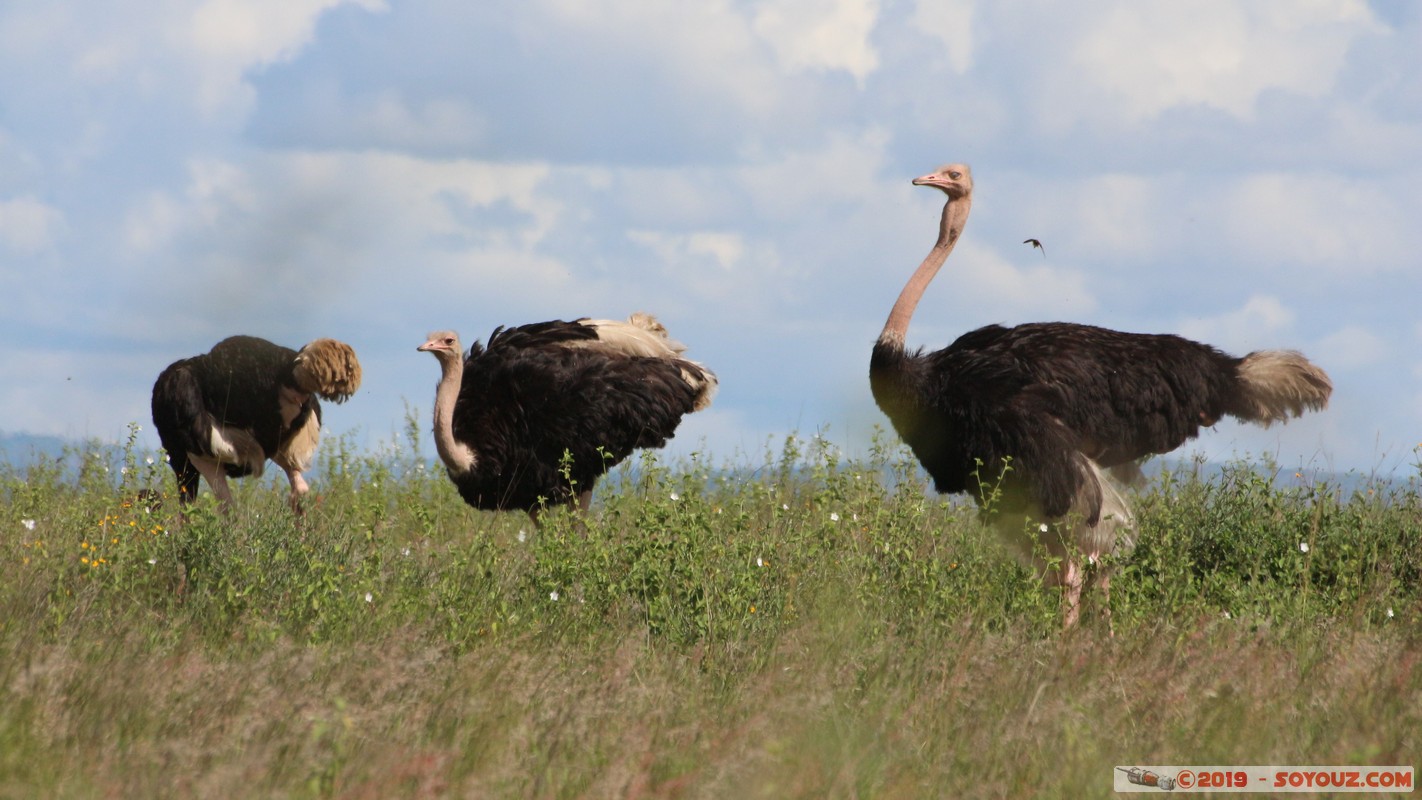 Nairobi National Park - Ostrich
Mots-clés: KEN Kenya Nairobi Area Villa Franca Nairobi National Park animals oiseau Autruche