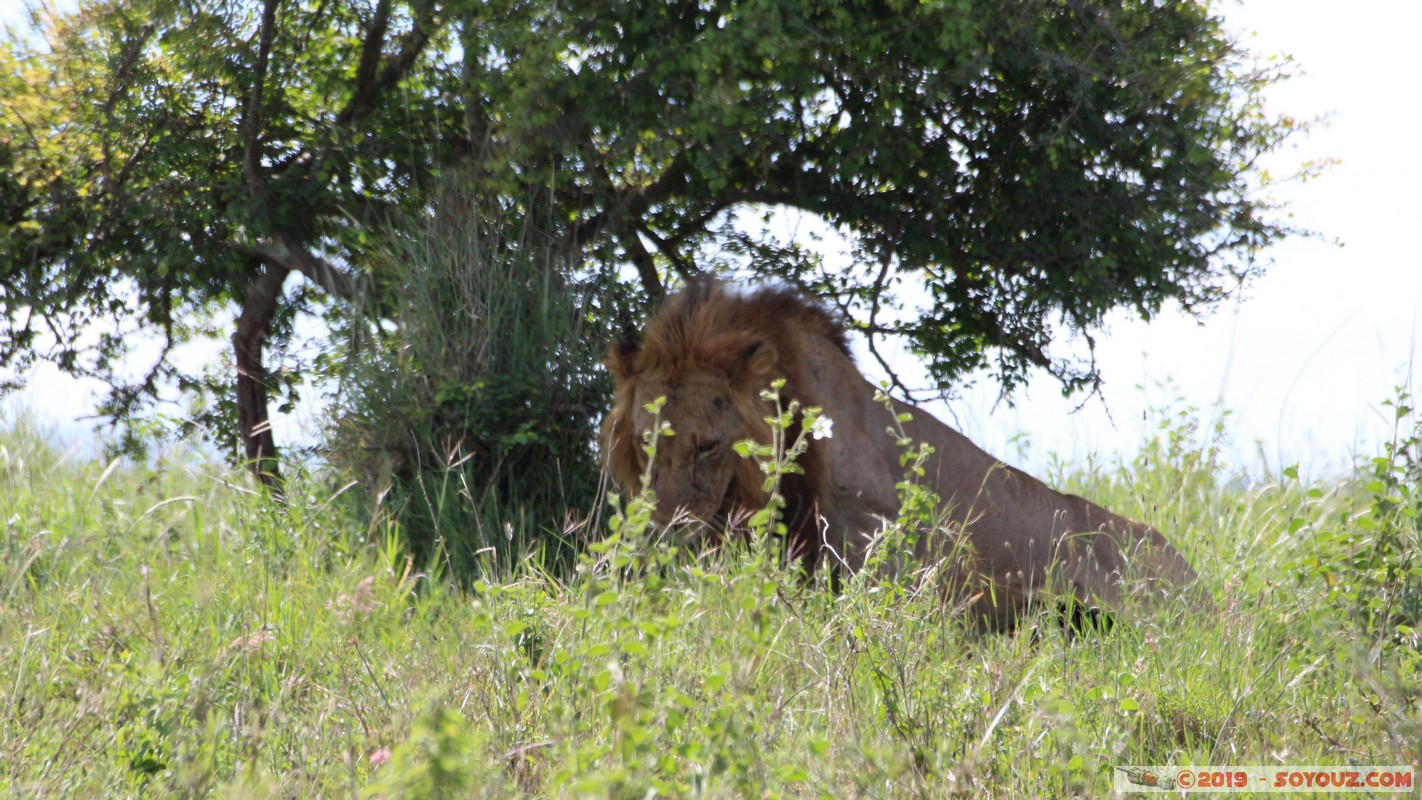 Nairobi National Park - Lion
Mots-clés: KEN Kenya Nairobi Area Real Nairobi National Park animals Lion