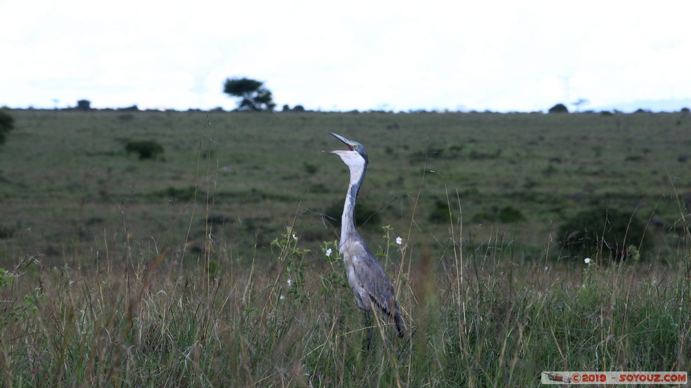 Nairobi National Park - Grey Heron
Mots-clés: KEN Kenya Nairobi Area Villa Franca Nairobi National Park animals oiseau Heron