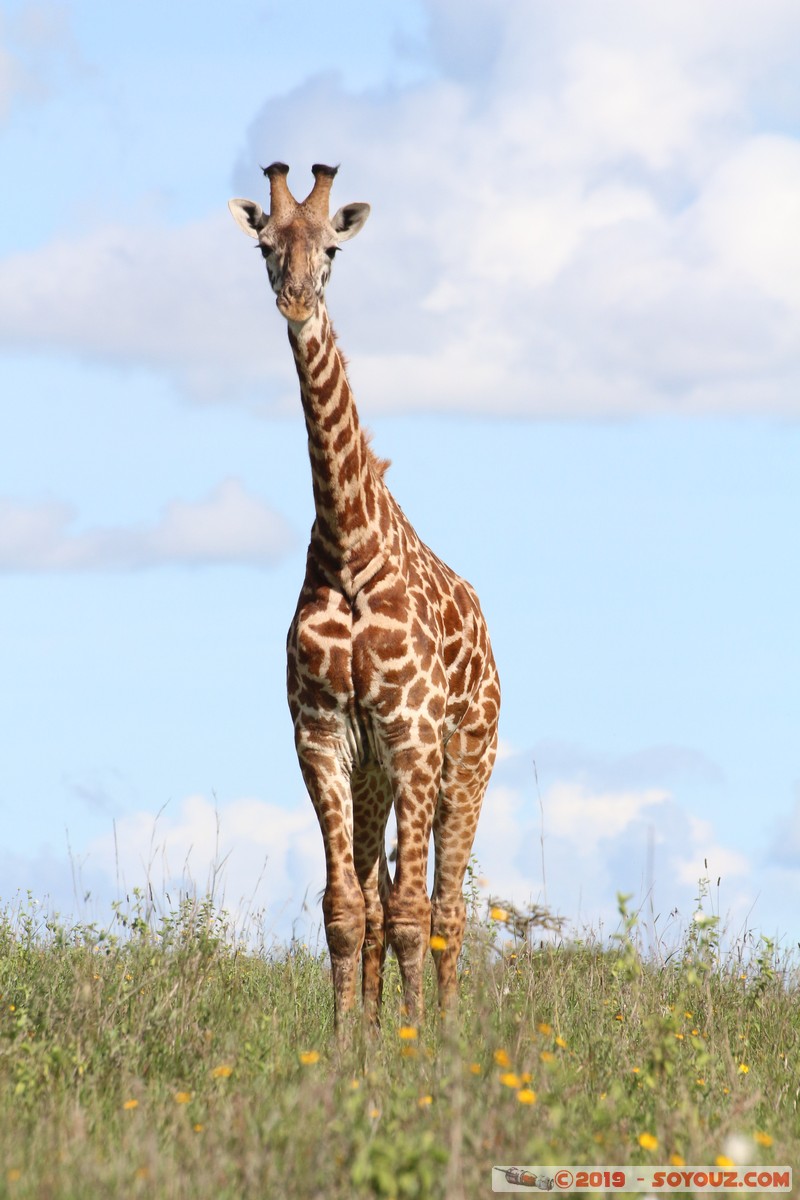 Nairobi National Park - Giraffe
Mots-clés: KEN Kenya Kenya Re Nairobi Area Nairobi National Park animals Giraffe