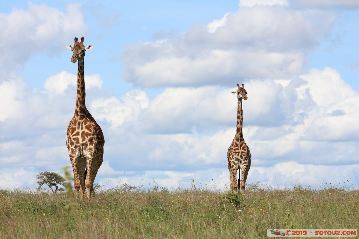 Nairobi National Park - Giraffe
Mots-clés: KEN Kenya Kenya Re Nairobi Area Nairobi National Park animals Giraffe