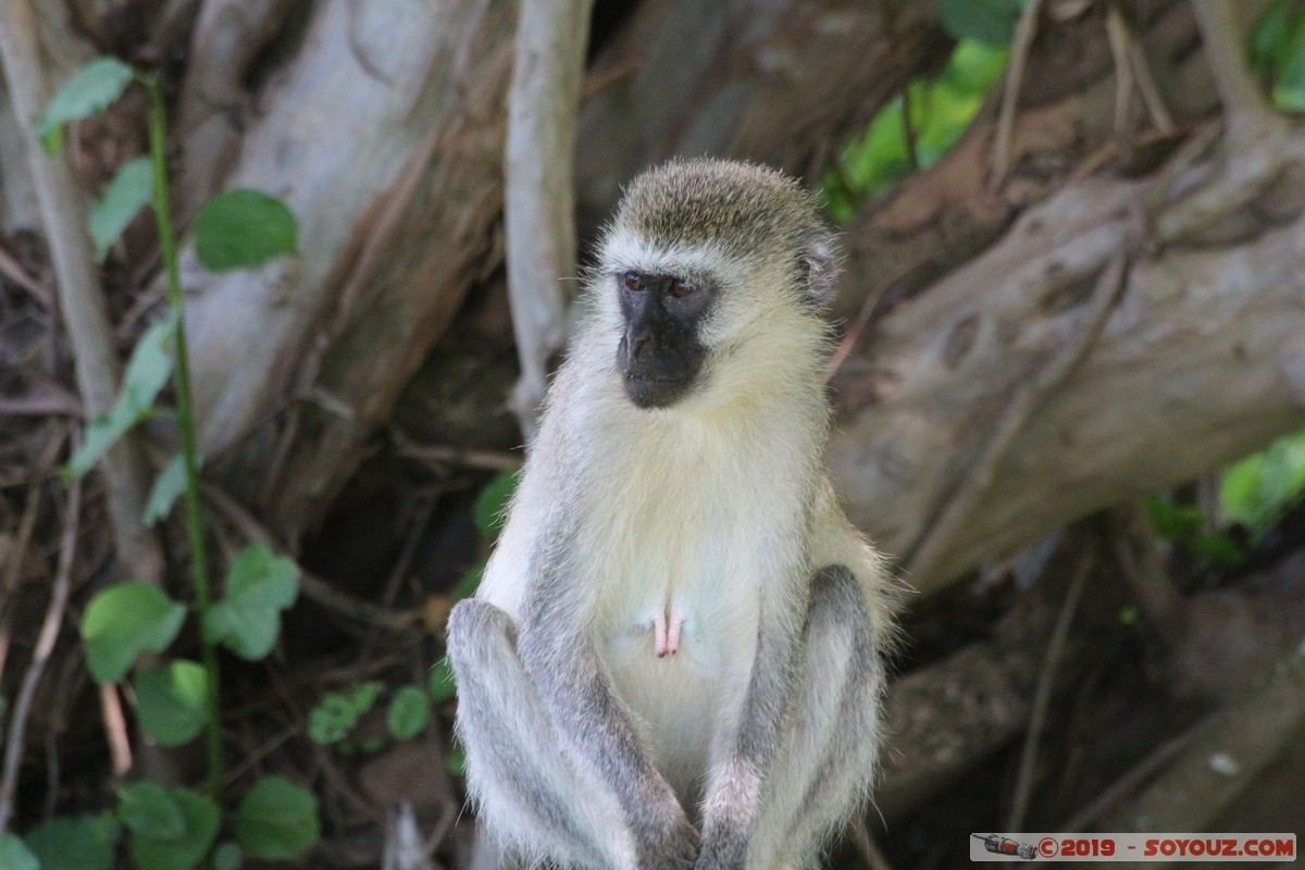 Nairobi National Park - Vervet Monkey
Mots-clés: KEN Kenya Machakos Mlolongo Nairobi National Park animals Vervet singes