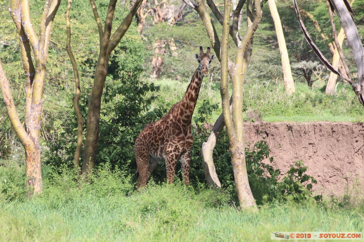 Nairobi National Park - Giraffe
Mots-clés: KEN Kenya Machakos Mlolongo Nairobi National Park animals Giraffe