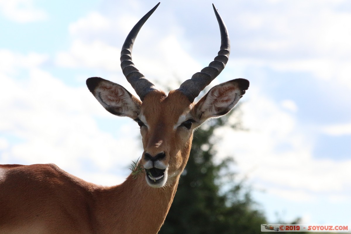 Nairobi National Park - Grant's Gazelle
Mots-clés: KEN Kenya Machakos Mlolongo Nairobi National Park animals Grant's Gazelle