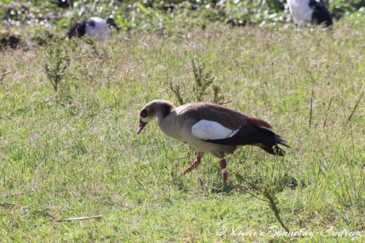 Nairobi National Park - Egyptian Goose
Mots-clés: geo:lat=-1.33834647 geo:lon=36.81001126 geotagged KEN Kenya Nairobi Area Nairobi National Park animals Egyptian Goose oie oiseau