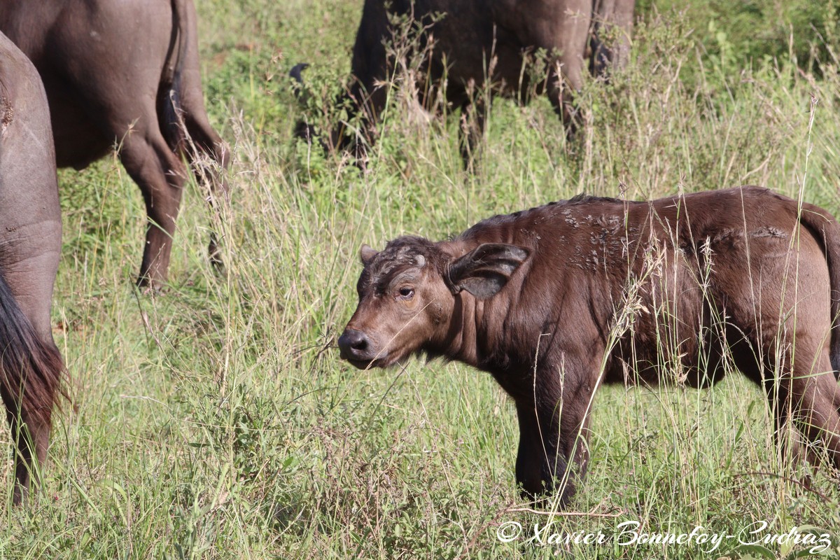 Nairobi National Park - Buffalo
Mots-clés: geo:lat=-1.34188848 geo:lon=36.81451907 geotagged Nairobi National Park Kenya animals Buffle Buffalo