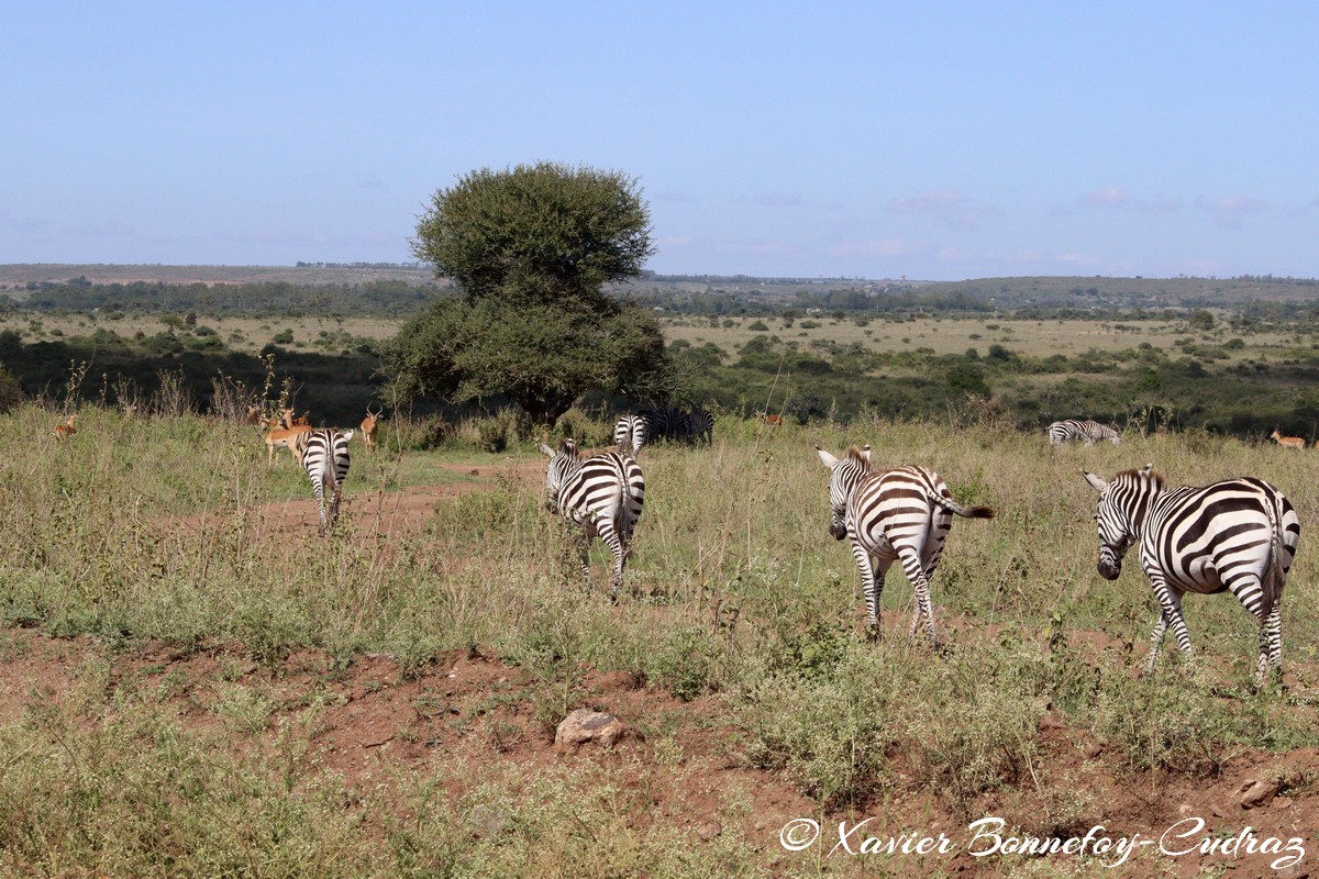 Nairobi National Park - Grant’s zebra
Mots-clés: geo:lat=-1.35915534 geo:lon=36.84005306 geotagged Highway KEN Kenya Nairobi Area Nairobi National Park animals Grant’s zebra zebre