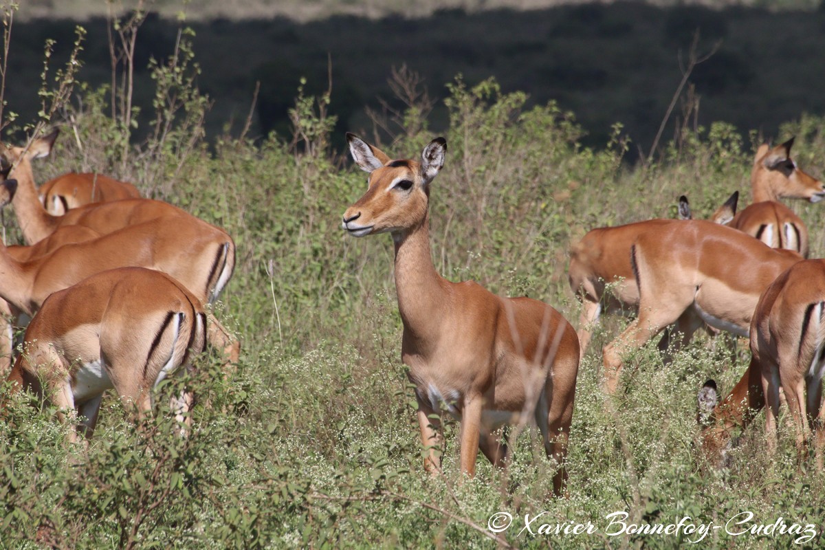 Nairobi National Park - Impala
Mots-clés: geo:lat=-1.35915534 geo:lon=36.84005306 geotagged Highway KEN Kenya Nairobi Area Nairobi National Park animals Impala