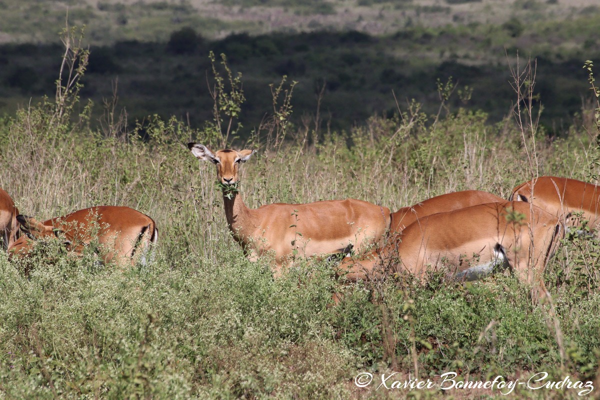Nairobi National Park - Impala
Mots-clés: geo:lat=-1.35915534 geo:lon=36.84005306 geotagged Highway KEN Kenya Nairobi Area Nairobi National Park animals Impala