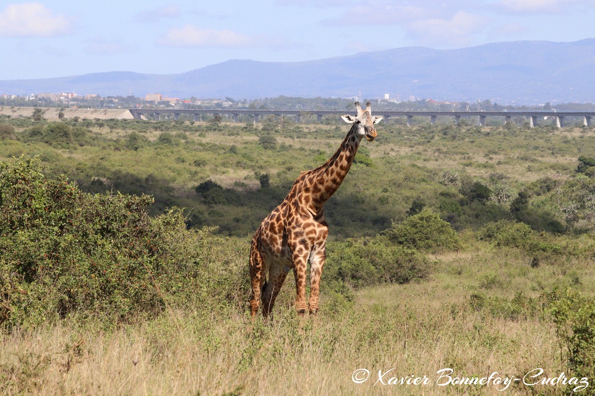 Nairobi National Park - Masai giraffe
Mots-clés: geo:lat=-1.35915534 geo:lon=36.84005306 geotagged Highway KEN Kenya Nairobi Area Nairobi National Park animals Giraffe Masai Giraffe