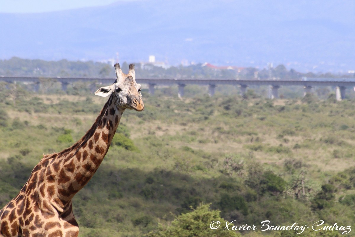 Nairobi National Park - Masai giraffe
Mots-clés: geo:lat=-1.35915534 geo:lon=36.84005306 geotagged Highway KEN Kenya Nairobi Area Nairobi National Park animals Giraffe Masai Giraffe