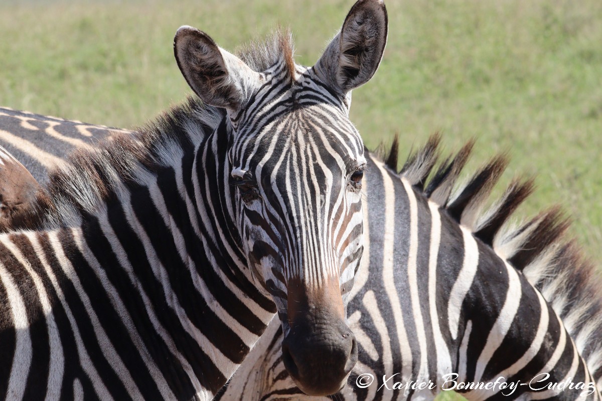 Nairobi National Park - Grant’s zebra
Mots-clés: geo:lat=-1.35915534 geo:lon=36.84005306 geotagged Highway KEN Kenya Nairobi Area Nairobi National Park animals Grant’s zebra zebre