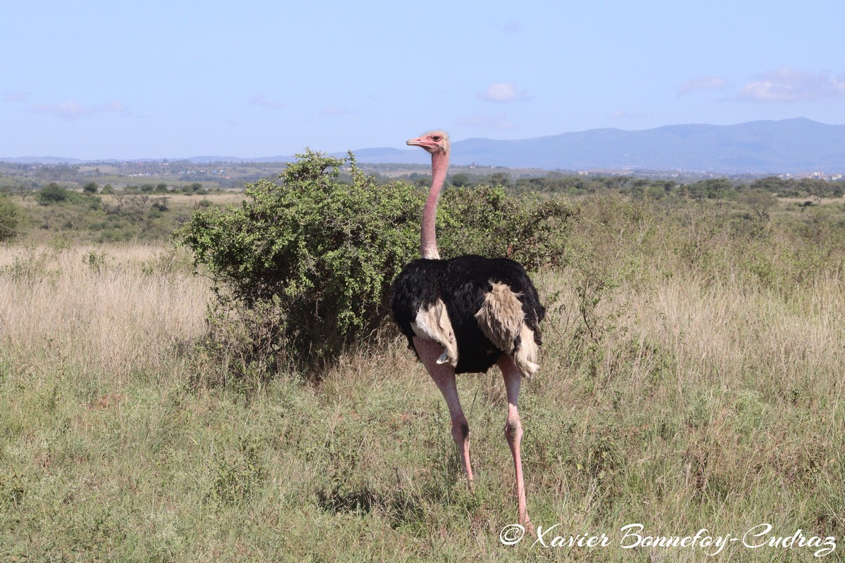 Nairobi National Park - Ostrich
Mots-clés: geo:lat=-1.36102498 geo:lon=36.85538214 geotagged KEN Kenya Nairobi Area Real Nairobi National Park animals Autruche Ostrich oiseau