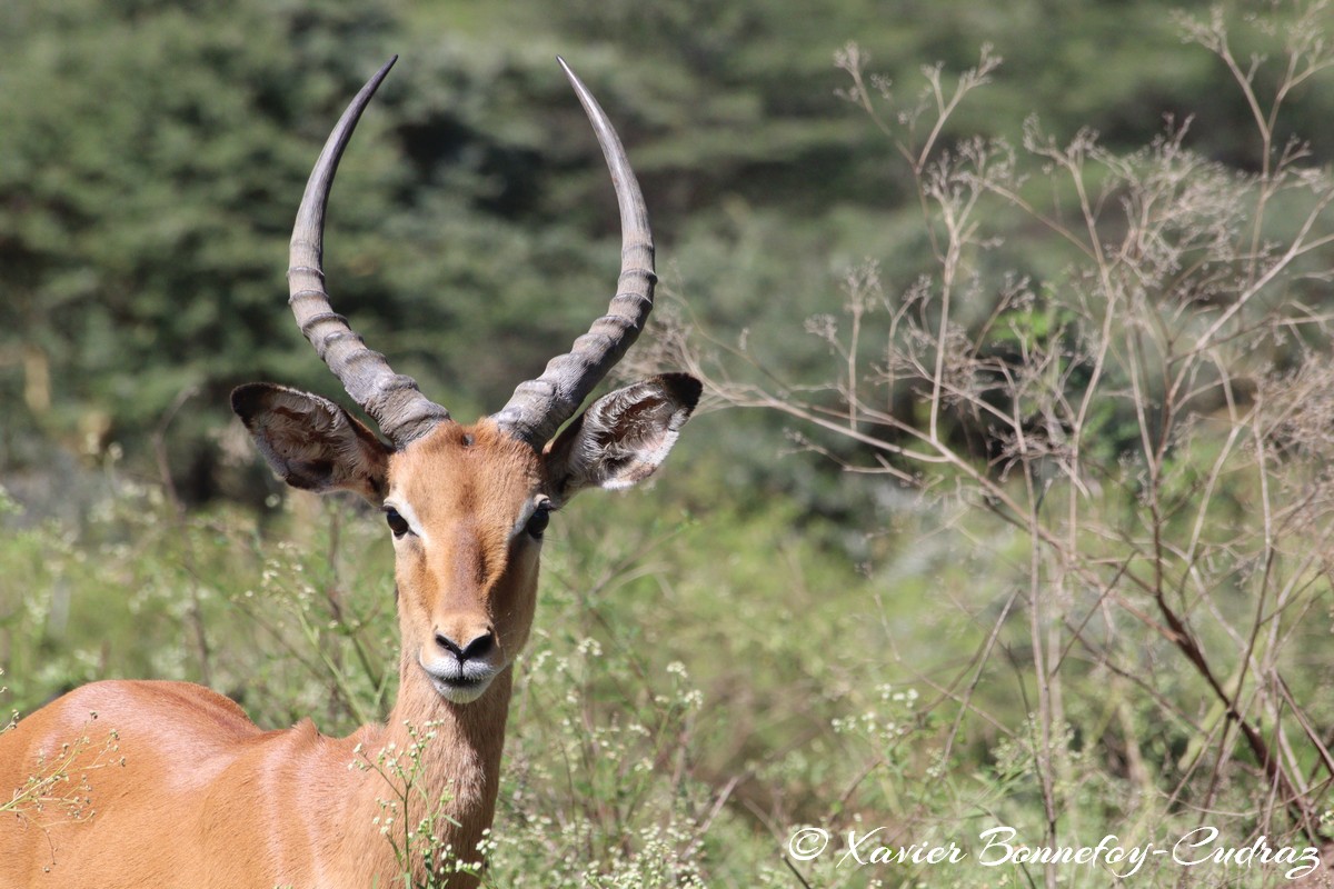 Nairobi National Park - Impala
Mots-clés: geo:lat=-1.36263385 geo:lon=36.85774249 geotagged KEN Kenya Nairobi Area Real Nairobi National Park animals Impala