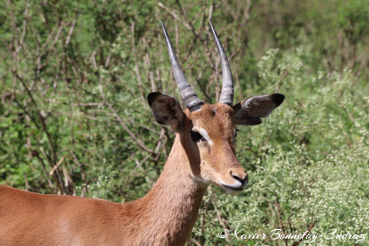 Nairobi National Park - Impala
Mots-clés: geo:lat=-1.36263385 geo:lon=36.85774249 geotagged KEN Kenya Nairobi Area Real Nairobi National Park animals Impala