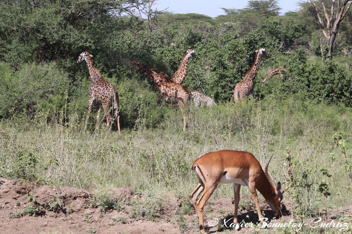 Nairobi National Park - Masai giraffe
Mots-clés: geo:lat=-1.36263385 geo:lon=36.85774249 geotagged KEN Kenya Nairobi Area Real Nairobi National Park animals Giraffe Masai Giraffe Impala