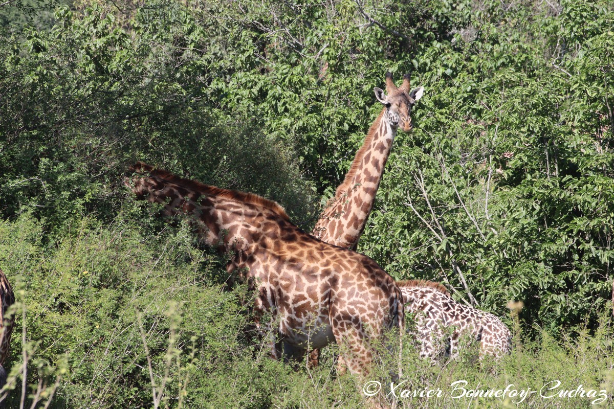 Nairobi National Park - Masai giraffe
Mots-clés: geo:lat=-1.36263385 geo:lon=36.85774249 geotagged KEN Kenya Nairobi Area Real Nairobi National Park animals Giraffe Masai Giraffe