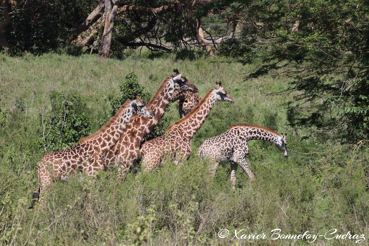 Nairobi National Park - Masai giraffe
Mots-clés: geo:lat=-1.36286982 geo:lon=36.85911578 geotagged KEN Kenya Nairobi Area Real Nairobi National Park animals Giraffe Masai Giraffe