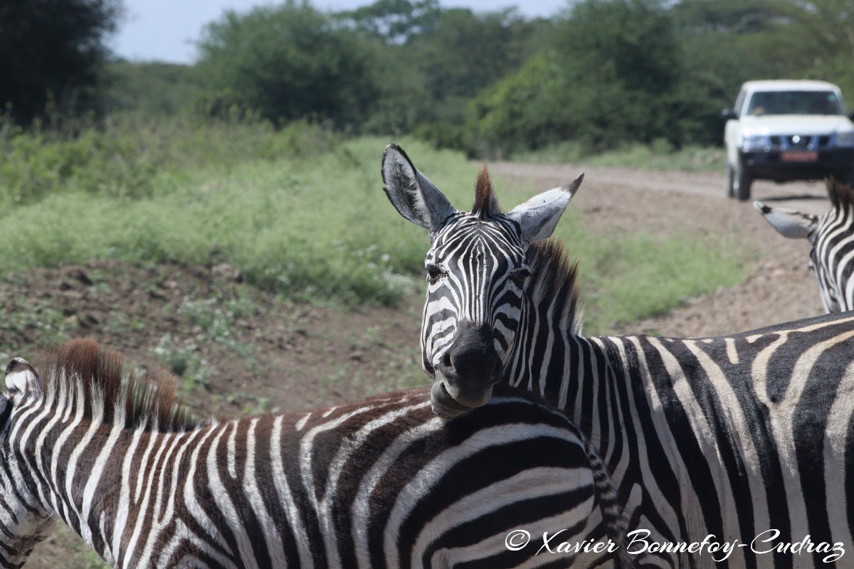 Nairobi National Park - Grant’s zebra
Mots-clés: geo:lat=-1.36286982 geo:lon=36.85911578 geotagged KEN Kenya Nairobi Area Real Nairobi National Park animals Grant’s zebra zebre