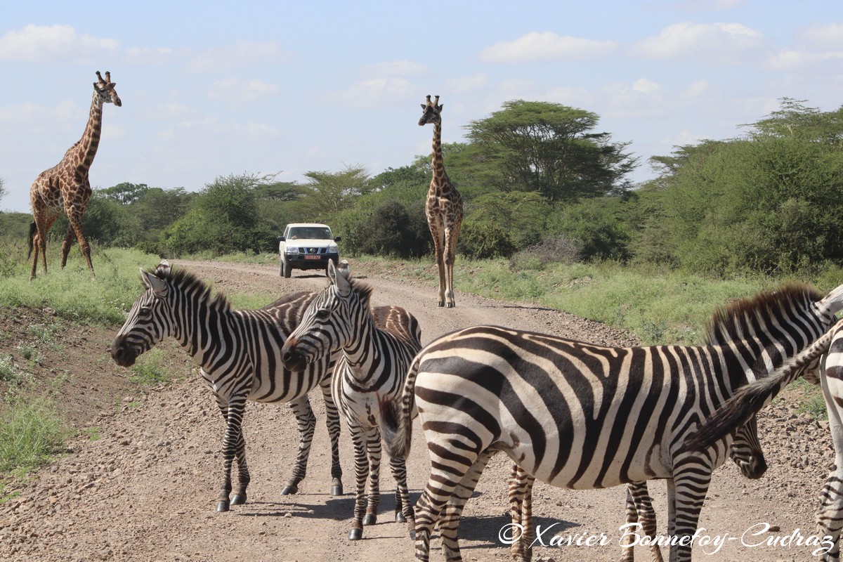Nairobi National Park - Masai giraffe and Grant’s zebra
Mots-clés: geo:lat=-1.36286982 geo:lon=36.85911578 geotagged KEN Kenya Nairobi Area Real Nairobi National Park animals Giraffe Grant’s zebra zebre Masai Giraffe