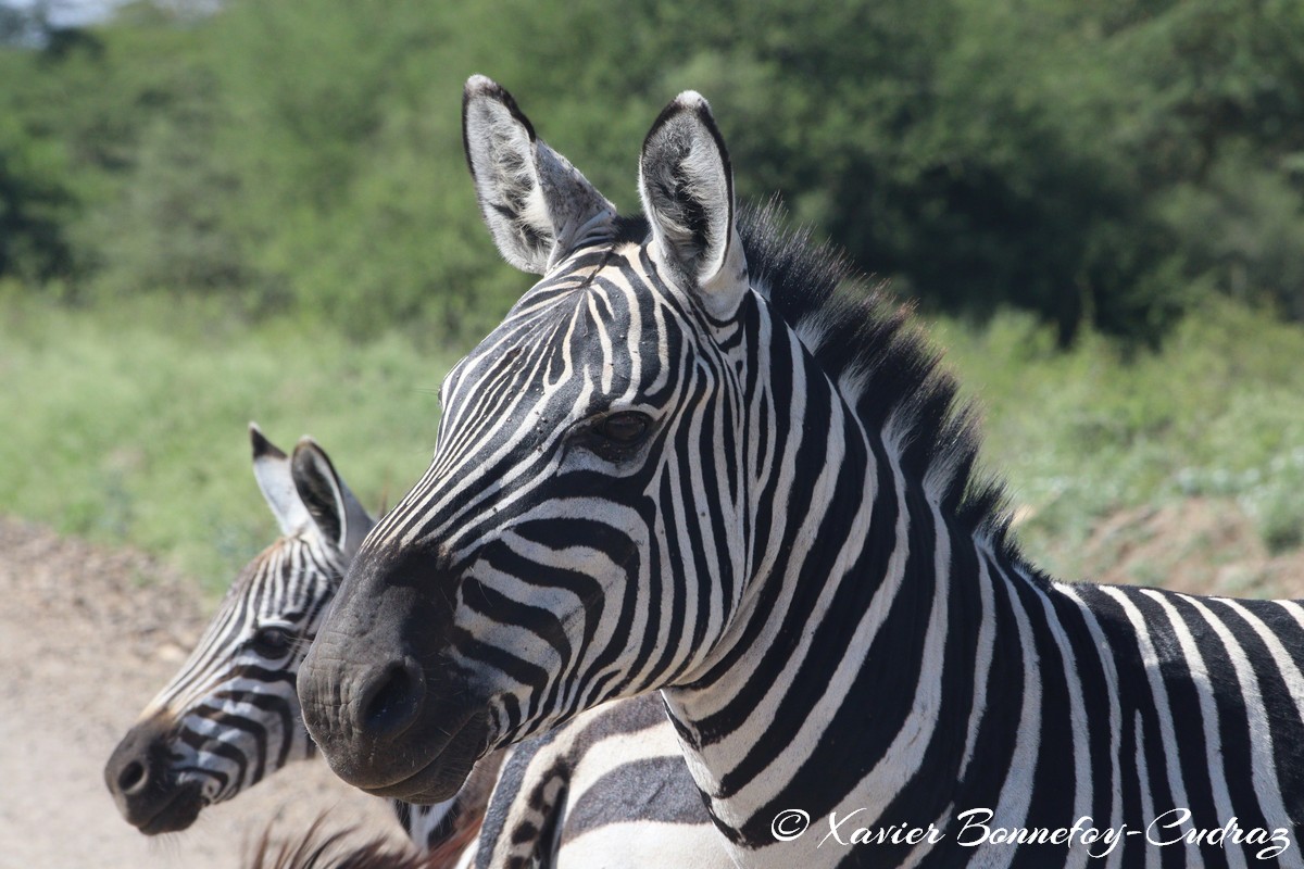 Nairobi National Park - Grant’s zebra
Mots-clés: geo:lat=-1.36286982 geo:lon=36.85911578 geotagged KEN Kenya Nairobi Area Real Nairobi National Park animals Giraffe Grant’s zebra zebre