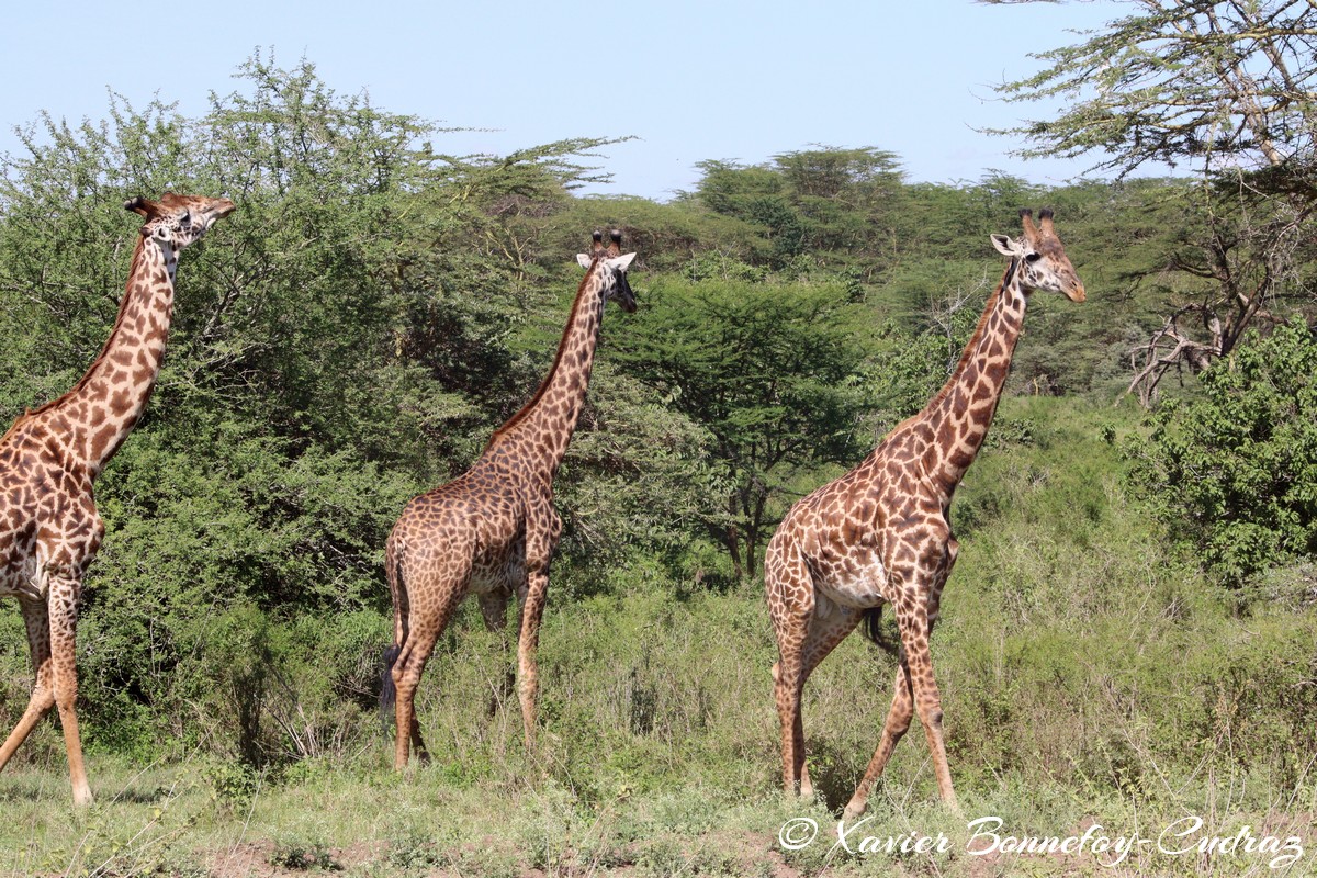 Nairobi National Park - Masai giraffe
Mots-clés: geo:lat=-1.36286982 geo:lon=36.85911578 geotagged KEN Kenya Nairobi Area Real Nairobi National Park animals Giraffe Masai Giraffe