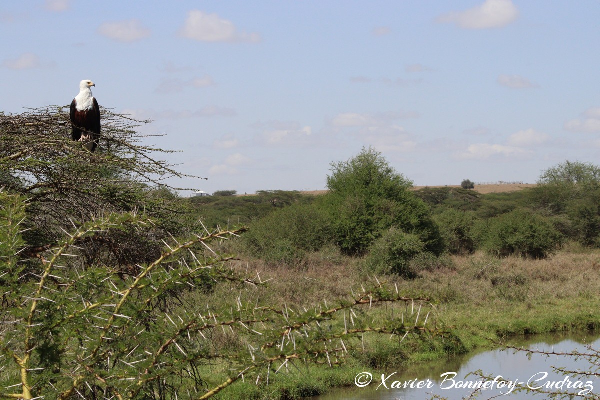 Nairobi National Park - African Fish Eagle
Mots-clés: geo:lat=-1.38040077 geo:lon=36.86646502 geotagged KEN Kenya Kenya Re Nairobi Area Nairobi National Park animals African Fish Eagle Aigle oiseau