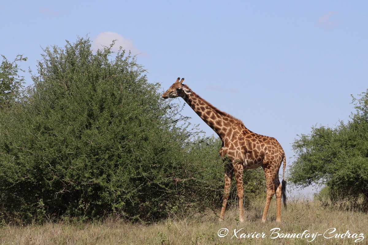 Nairobi National Park - Masai giraffe
Mots-clés: geo:lat=-1.40958010 geo:lon=36.91195157 geotagged KEN Kenya Machakos Mlolongo Nairobi National Park animals Giraffe Masai Giraffe