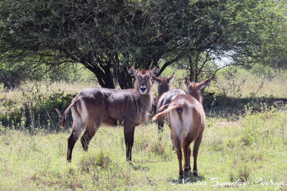 Nairobi National Park - Waterbuck
Mots-clés: geo:lat=-1.41476770 geo:lon=36.92736636 geotagged KEN Kenya Machakos Mlolongo Nairobi National Park animals Waterbuck