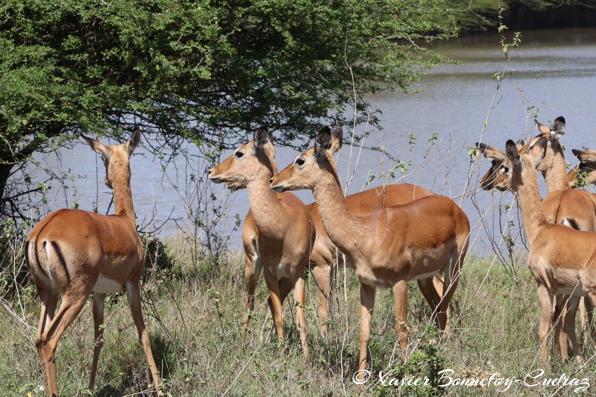 Nairobi National Park - Impala
Mots-clés: geo:lat=-1.41498221 geo:lon=36.92869673 geotagged KEN Kenya Machakos Mlolongo Nairobi National Park animals Impala