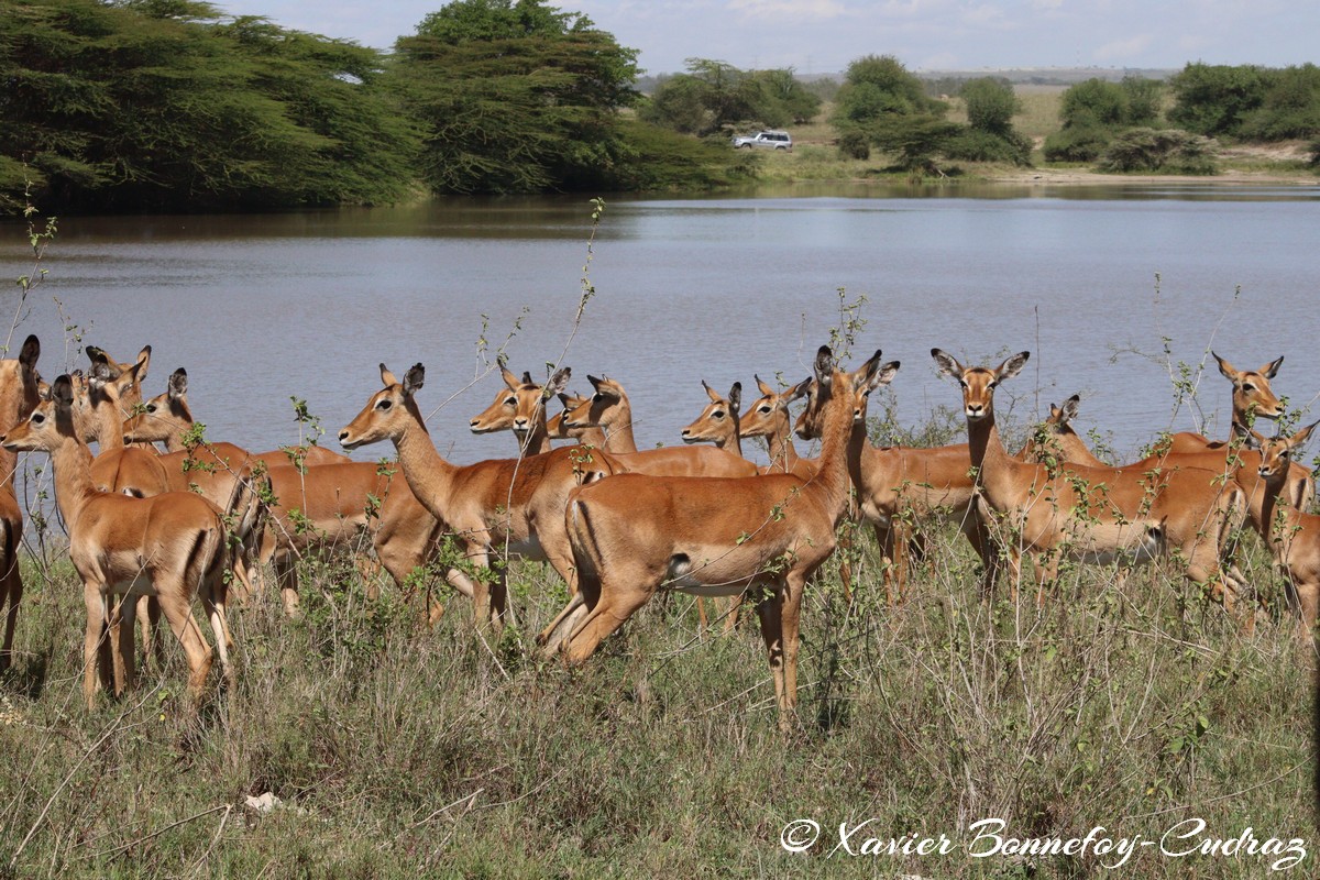 Nairobi National Park - Impala
Mots-clés: geo:lat=-1.41498221 geo:lon=36.92869673 geotagged KEN Kenya Machakos Mlolongo Nairobi National Park animals Impala
