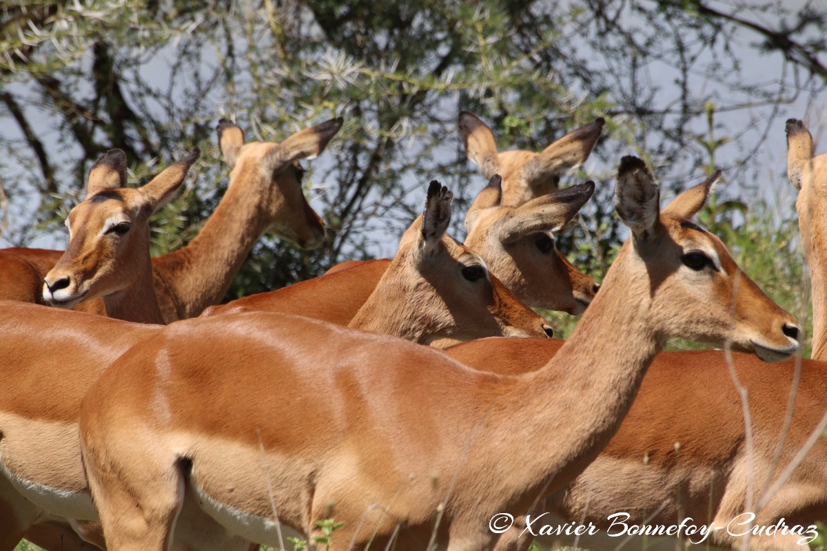 Nairobi National Park - Impala
Mots-clés: geo:lat=-1.41335193 geo:lon=36.93109999 geotagged KEN Kenya Machakos Mlolongo Nairobi National Park animals Impala