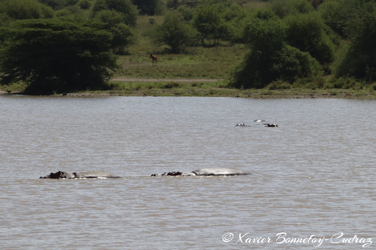Nairobi National Park - Hippopotamus
Mots-clés: geo:lat=-1.41335193 geo:lon=36.93109999 geotagged KEN Kenya Machakos Mlolongo Nairobi National Park animals hippopotame Hippopotamus