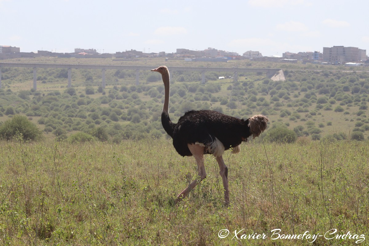 Nairobi National Park - Ostrich
Mots-clés: geo:lat=-1.40244008 geo:lon=36.91394850 geotagged KEN Kenya Machakos Mlolongo Nairobi National Park animals Autruche Ostrich oiseau