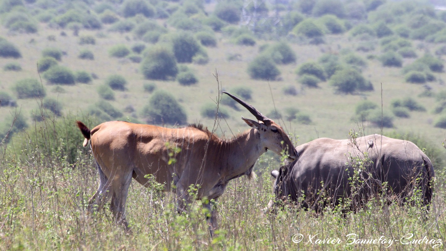 Nairobi National Park - Common Eland
Mots-clés: geo:lat=-1.39956561 geo:lon=36.90888449 geotagged KEN Kenya Machakos Mlolongo Nairobi National Park animals Common Eland Eland