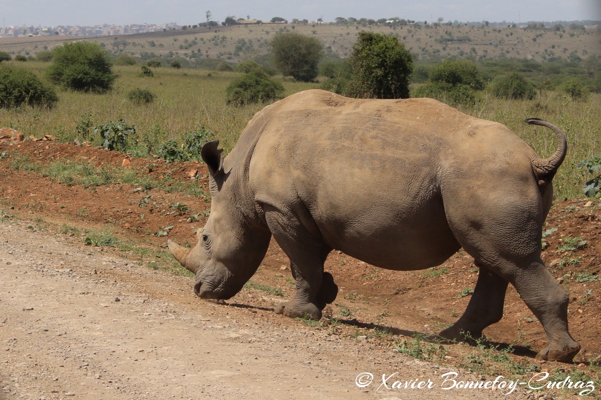 Nairobi National Park - Eastern black rhinoceros
Mots-clés: geo:lat=-1.39021372 geo:lon=36.90167686 geotagged KEN Kenya Machakos Mlolongo Nairobi National Park animals Eastern black rhinoceros Rhinoceros