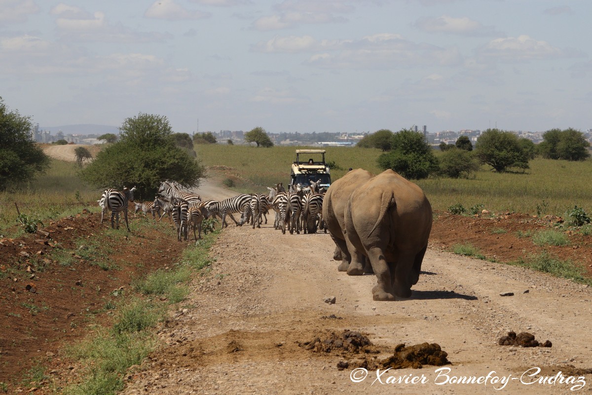 Nairobi National Park - Eastern black rhinoceros
Mots-clés: geo:lat=-1.39021372 geo:lon=36.90167686 geotagged KEN Kenya Machakos Mlolongo Nairobi National Park animals Eastern black rhinoceros Rhinoceros