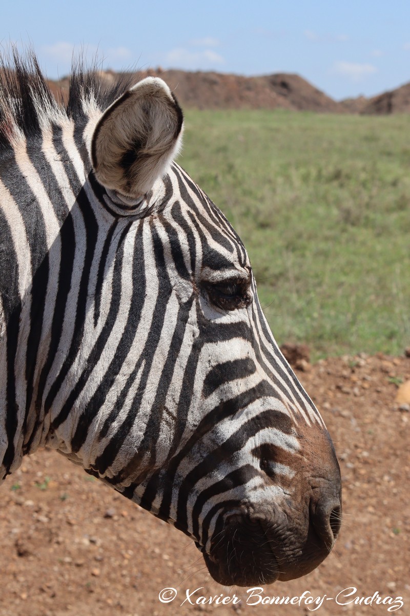 Nairobi National Park - Grant’s zebra
Mots-clés: geo:lat=-1.37227372 geo:lon=36.88065073 geotagged KEN Kenya Kenya Re Nairobi Area Nairobi National Park animals Grant’s zebra zebre