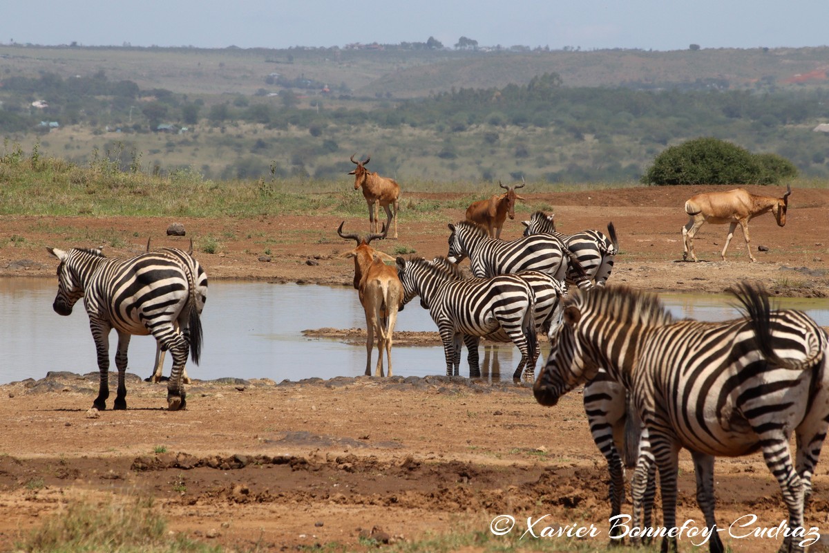 Nairobi National Park - Grant’s zebra and Coke’s hartebeest
Mots-clés: geo:lat=-1.37227372 geo:lon=36.88065073 geotagged KEN Kenya Kenya Re Nairobi Area Nairobi National Park animals Grant’s zebra zebre Coke’s hartebeest