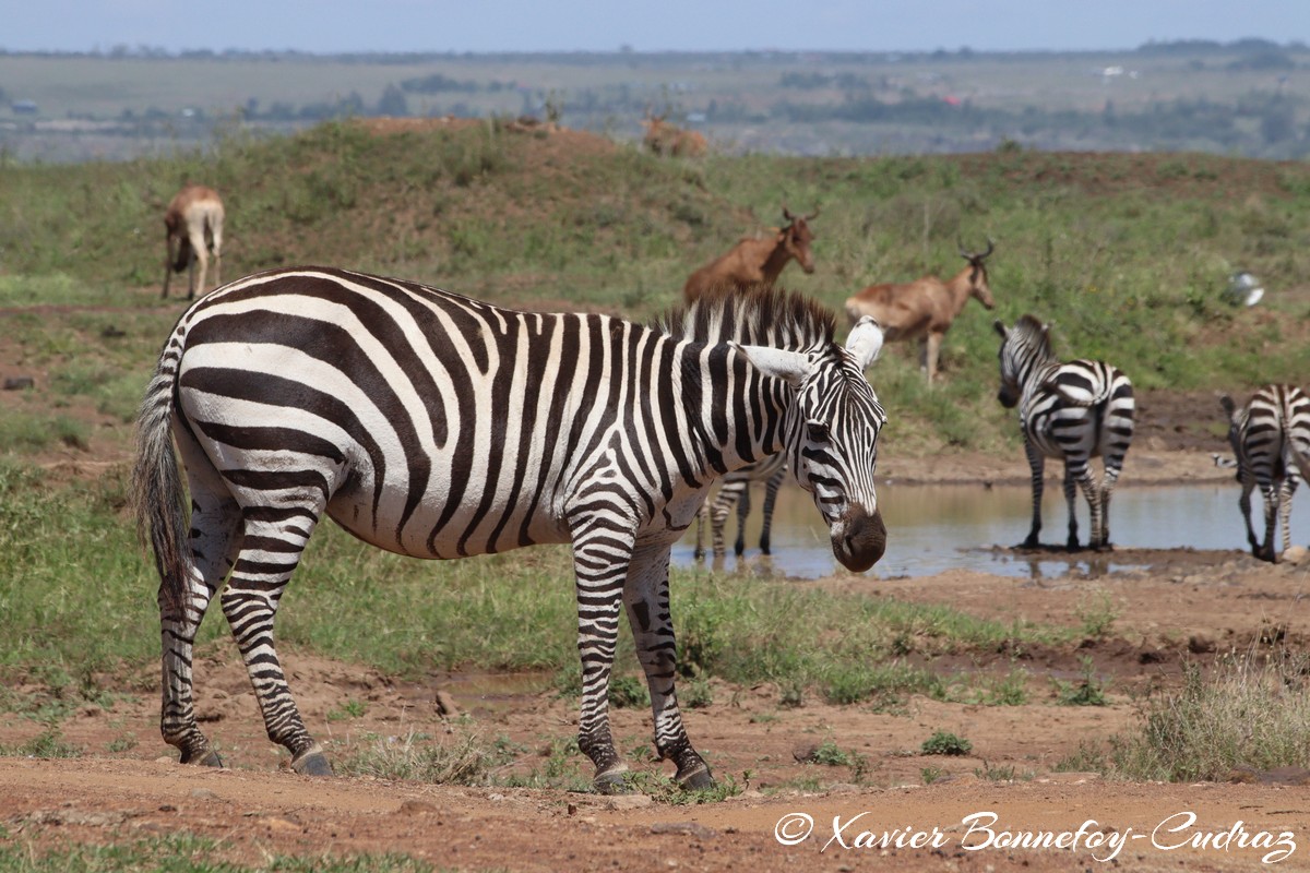 Nairobi National Park - Grant’s zebra and Coke’s hartebeest
Mots-clés: geo:lat=-1.37227372 geo:lon=36.88065073 geotagged KEN Kenya Kenya Re Nairobi Area Nairobi National Park animals Grant’s zebra zebre Coke’s hartebeest